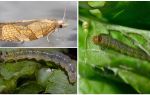 Comment se débarrasser des papillons sur les groseilles