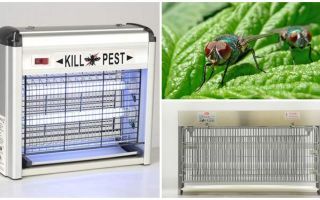Comment faire un piège pour les mouches à la maison