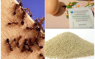 Remèdes populaires contre les fourmis