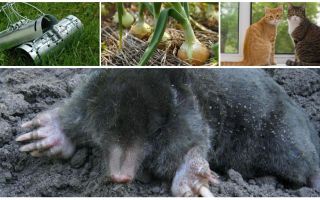 Remèdes pour les taupes dans le chalet d'été et le jardin