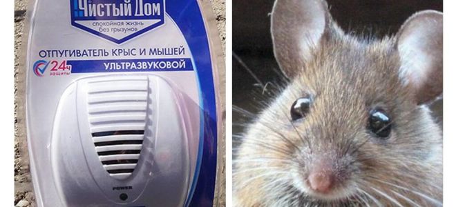 Répulsif ultrasonique de rats et souris Clean house