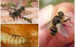 Quel est le mouche, style de vie