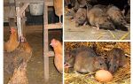 Comment traiter les rats dans le poulailler