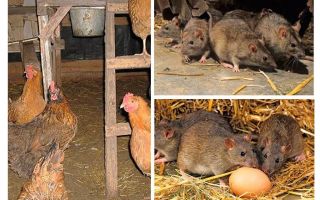 Comment traiter les rats dans le poulailler