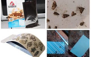 Pièges à mites alimentaires