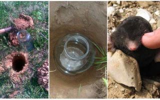 Comment attraper une taupe dans le jardin
