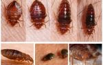 Que mangent les insectes et qui les mange