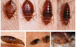 Que mangent les insectes et qui les mange