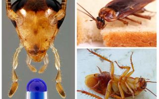 Espérance de vie de la blatte domestique