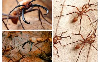 Les fourmis les plus dangereuses du monde