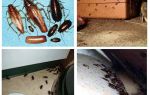Où se cachent les cafards dans l'appartement