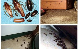 Qu'est-ce que les cafards apparaissent dans la maison, présages