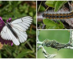 Description et photo de la chenille et du papillon Hawthorn comment se battre