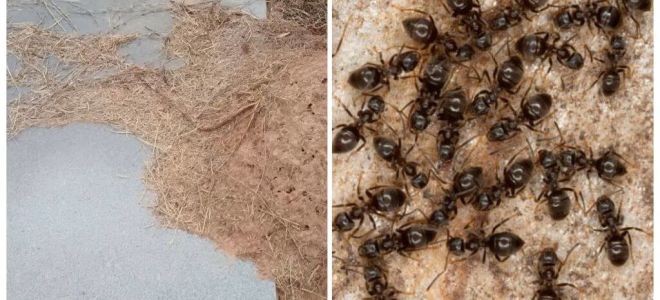 Comment se débarrasser des fourmis sur la tombe