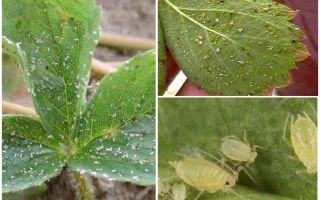 Méthodes de lutte contre les pucerons sur les fraises