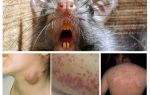 Quelles maladies les rats souffrent-ils?