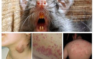 Quelles maladies les rats souffrent-ils?