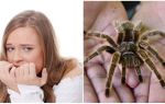 Quel est le nom de la peur des araignées (phobie) et les méthodes de traitement