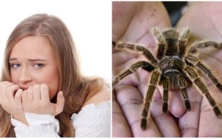 Quel est le nom de la peur des araignées (phobie) et les méthodes de traitement