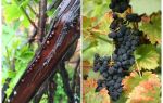 Comment se débarrasser des raisins sur les raisins