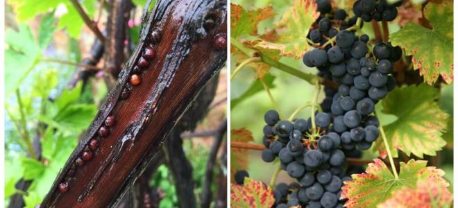 Comment se débarrasser des raisins sur les raisins