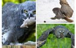 Un hibou tue environ 1 000 souris au cours de l'été