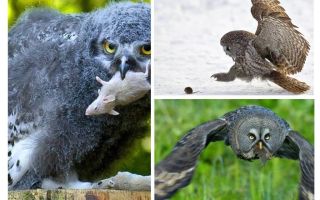 Un hibou tue environ 1 000 souris au cours de l'été