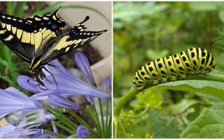 Transformer une chenille en papillon