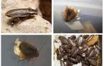 Blattes en marbre: quoi nourrir et comment se reproduire