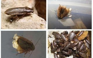 Blattes en marbre: quoi nourrir et comment se reproduire