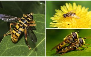Guêpe mouche comme une guêpe