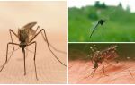 Faits intéressants sur les moustiques