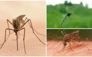 Faits intéressants sur les moustiques