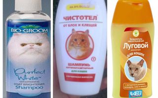 Combien de fois puis-je me laver avec un shampooing aux puces