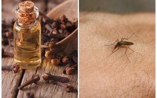 Huile de girofle contre les moustiques