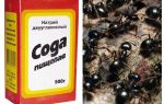 Soda contre les fourmis dans le jardin