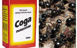 Soda contre les fourmis dans le jardin