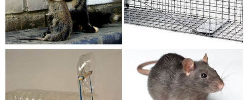 Comment faire sortir des rats d'une maison privée