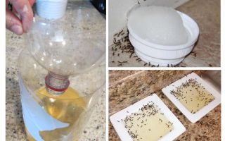 Pièges à fourmis fabriqués et achetés