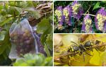 Sacs de guêpes pour les raisins