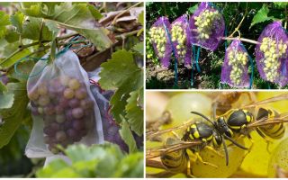 Sacs de guêpes pour les raisins