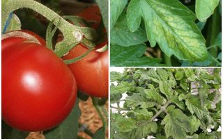 Pucerons sur les tomates - que traiter et comment se battre