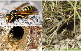 Comment détruire les guêpes de terre et les nids de guêpes dans le sol