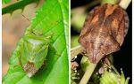 Si les homebugs ou les punaises de lit sentent