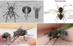 La structure de la mouche