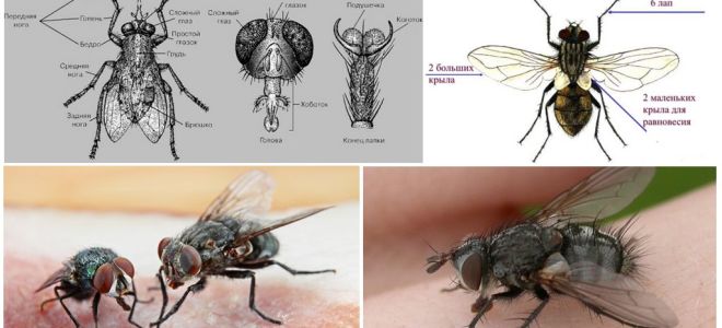 La structure de la mouche