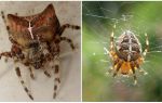 Spider jogging: photo et effets après une bouchée