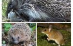 Les hérissons mangent des souris