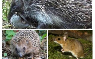 Les hérissons mangent des souris