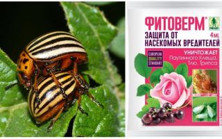 Comment élever Phytoverm à partir du doryphore de la pomme de terre